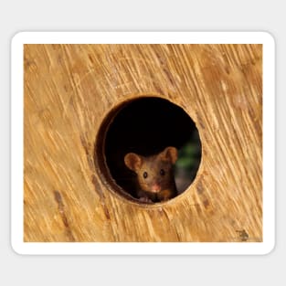 George the mouse in a log pile House mouse in hole Sticker